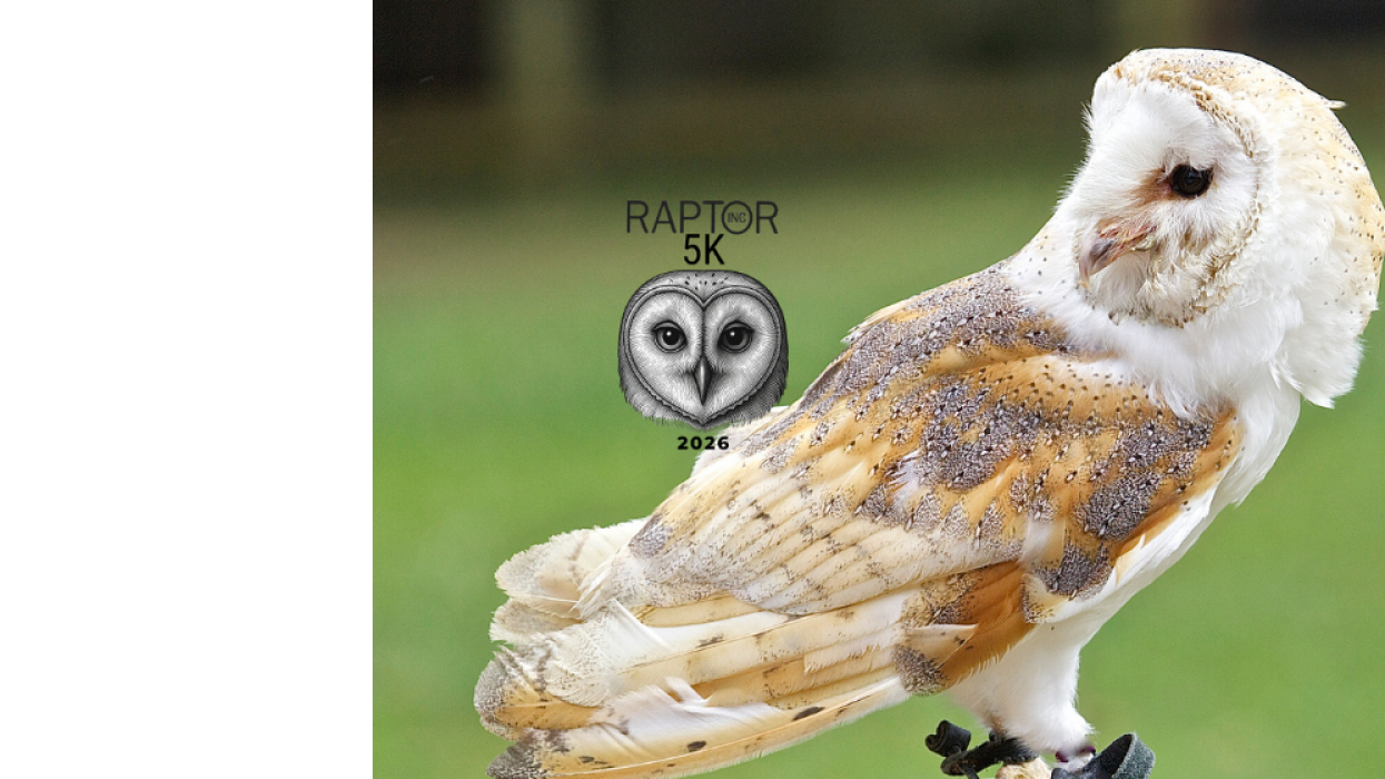 A color picture of a red-tailed hawk staring to the left toward and an inset image of the RAPTOR 5K Run logo